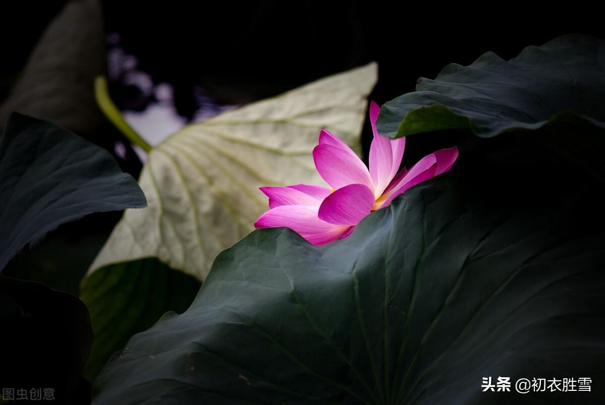 荷花诗词名句鉴赏（纳兰性德荷花美句）