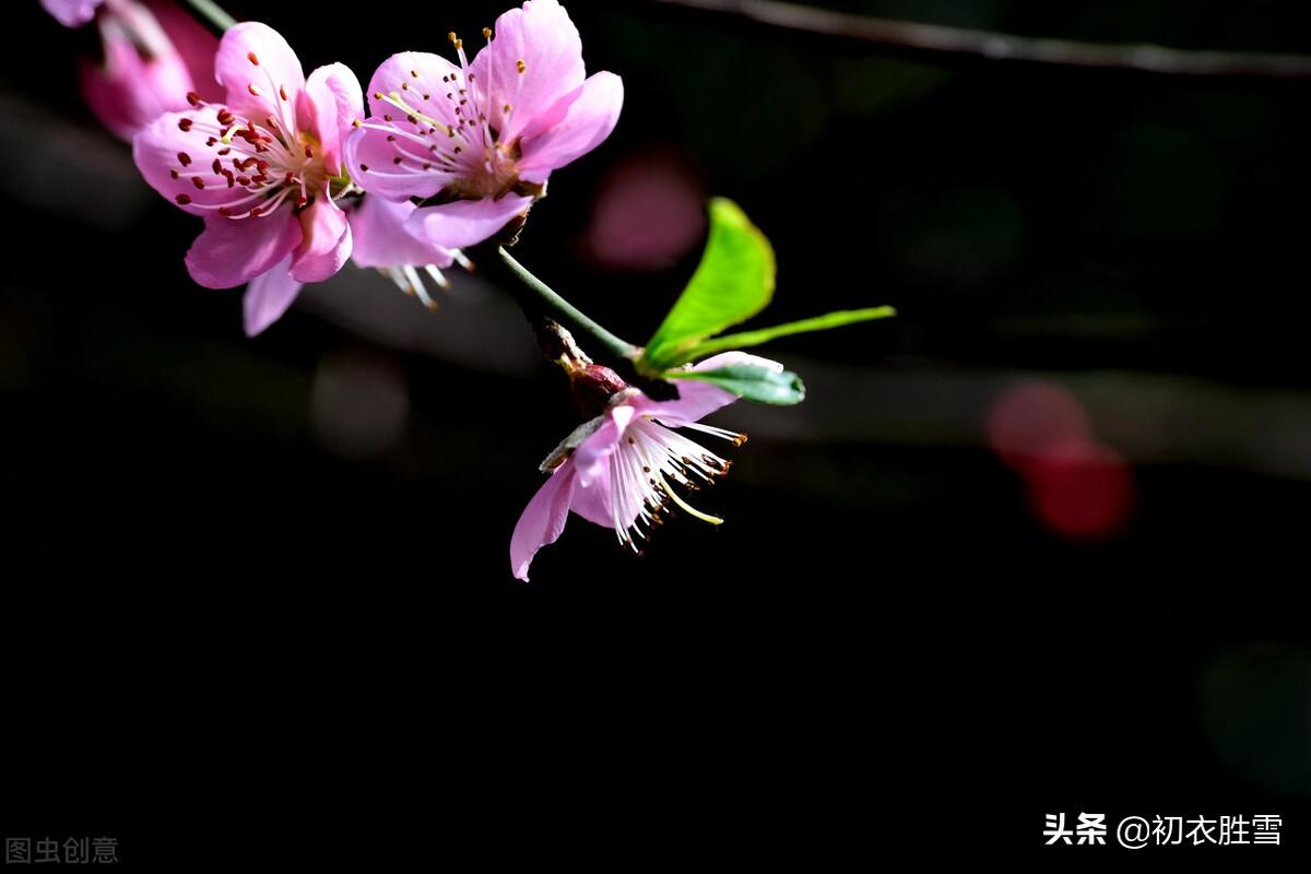 荷花诗词名句鉴赏（纳兰性德荷花美句）