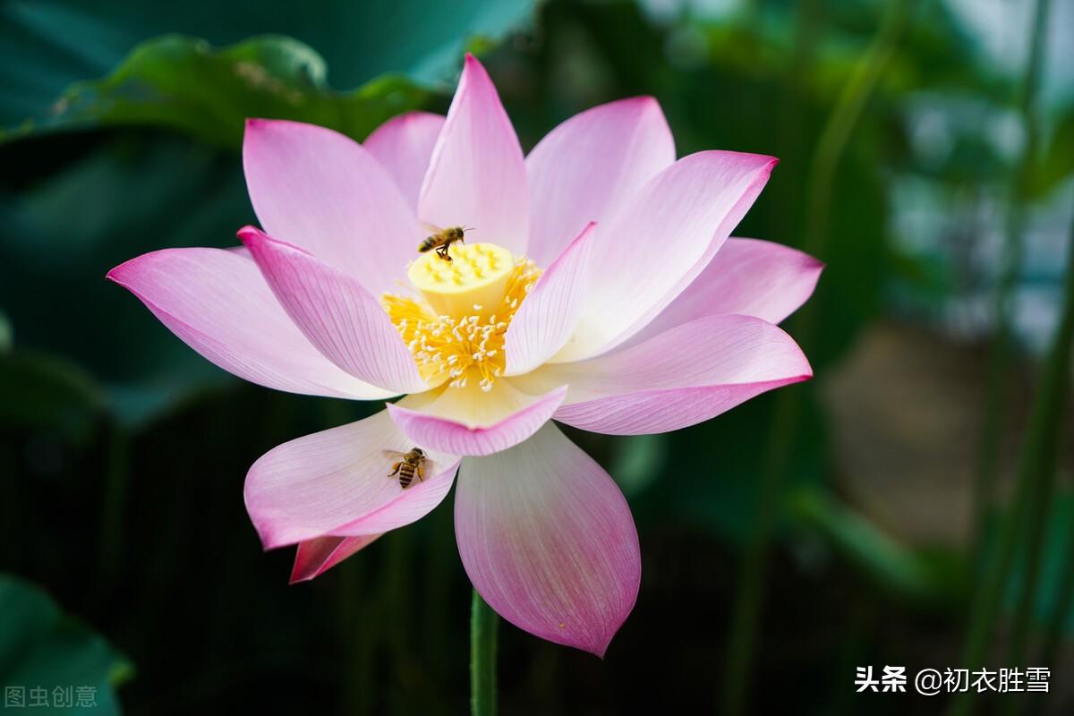 荷花诗词名句鉴赏（纳兰性德荷花美句）