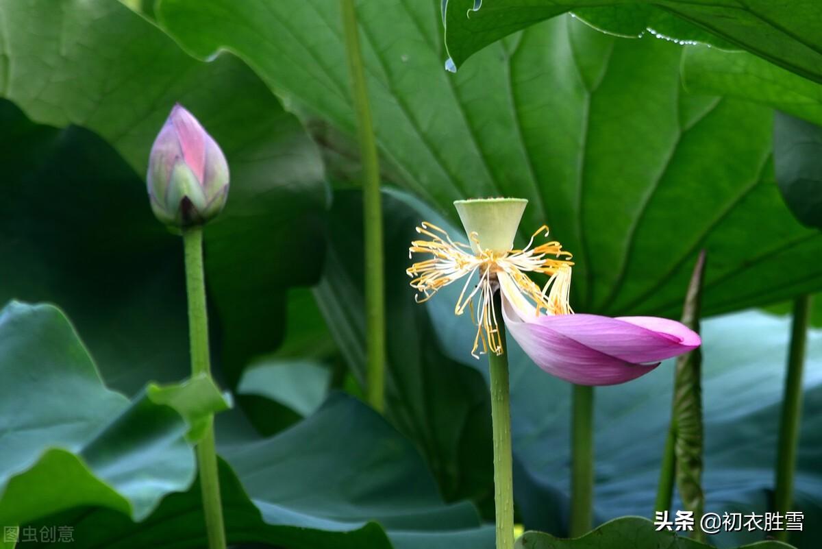 荷花诗词名句鉴赏（纳兰性德荷花美句）