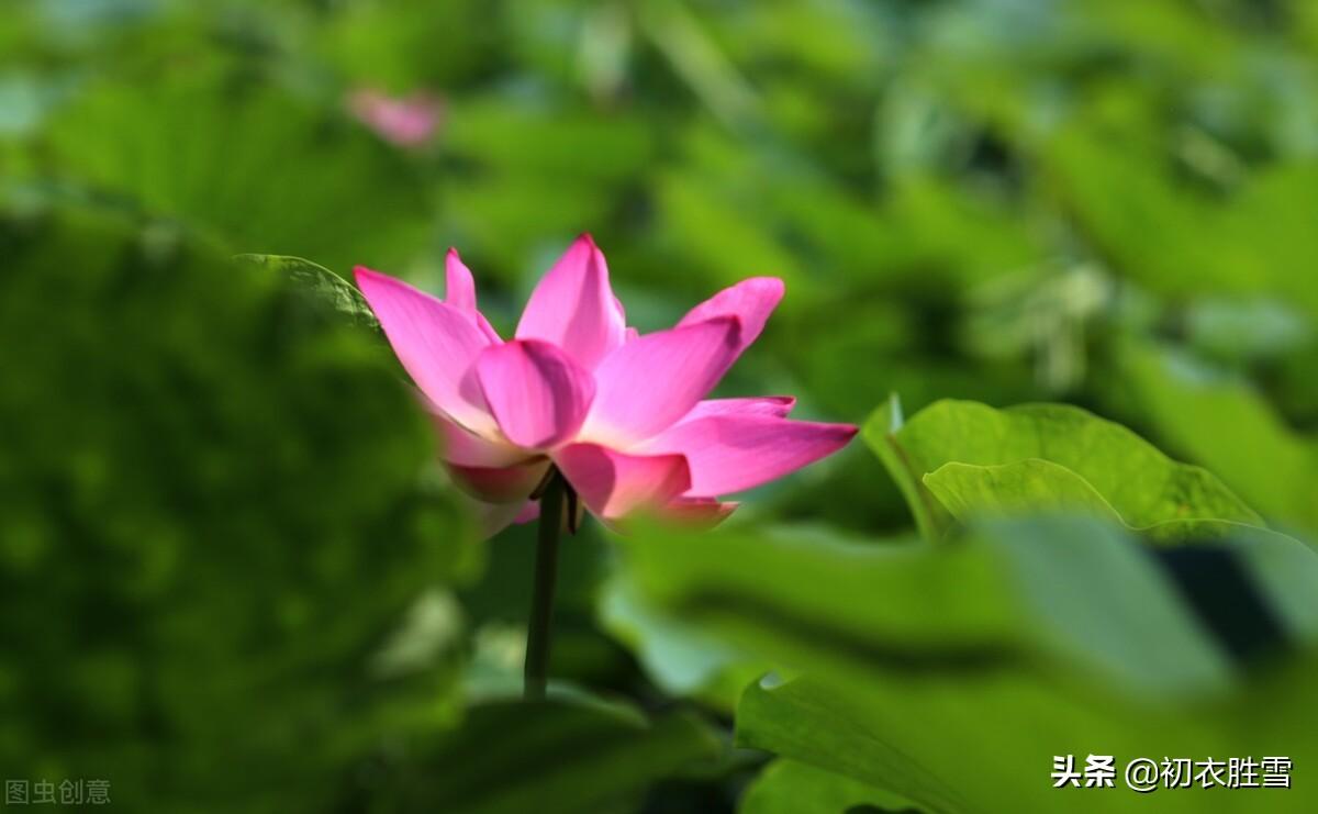 露为风味月为香，落花行遍水中天（杨万里荷花古诗六首）