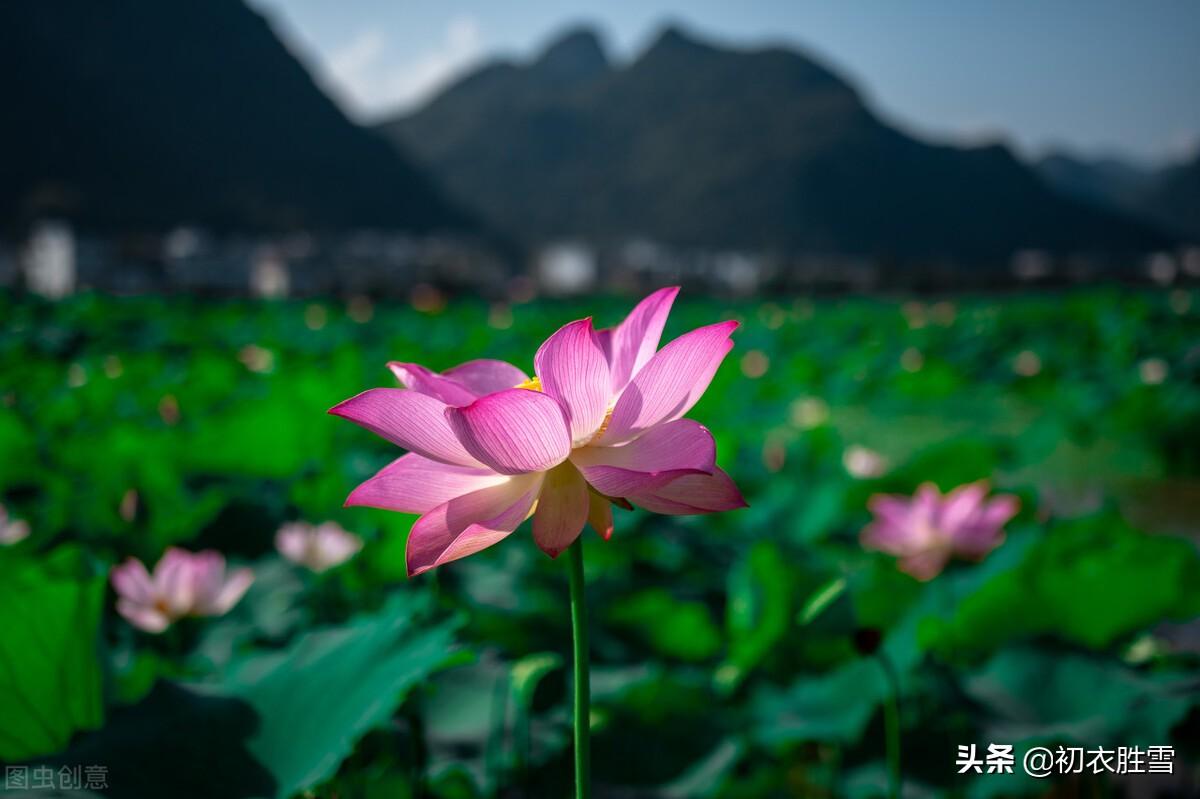 露为风味月为香，落花行遍水中天（杨万里荷花古诗六首）