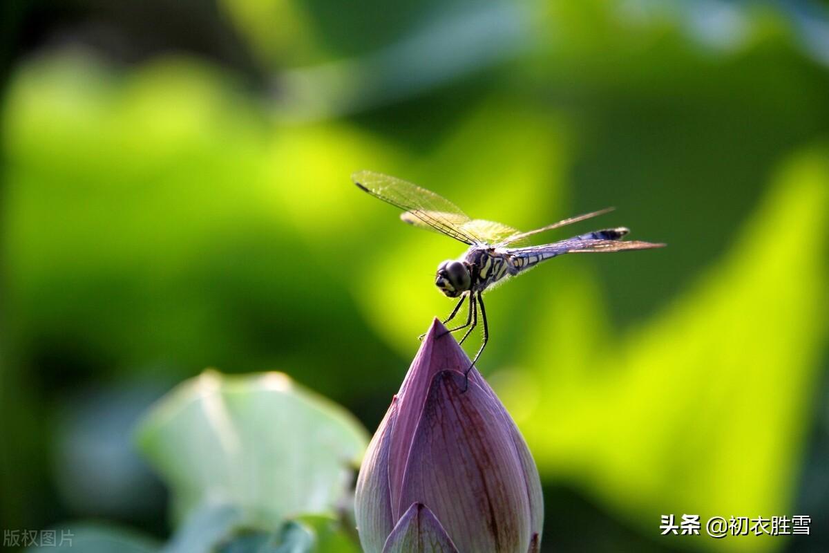 露为风味月为香，落花行遍水中天（杨万里荷花古诗六首）