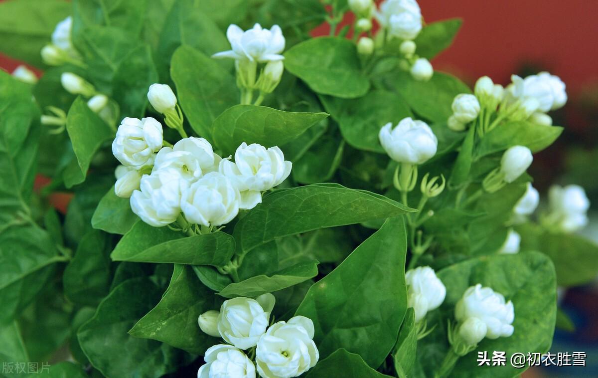 夏花茉莉唯美诗词八首鉴赏（天香开茉莉，濯濯冰雪花）