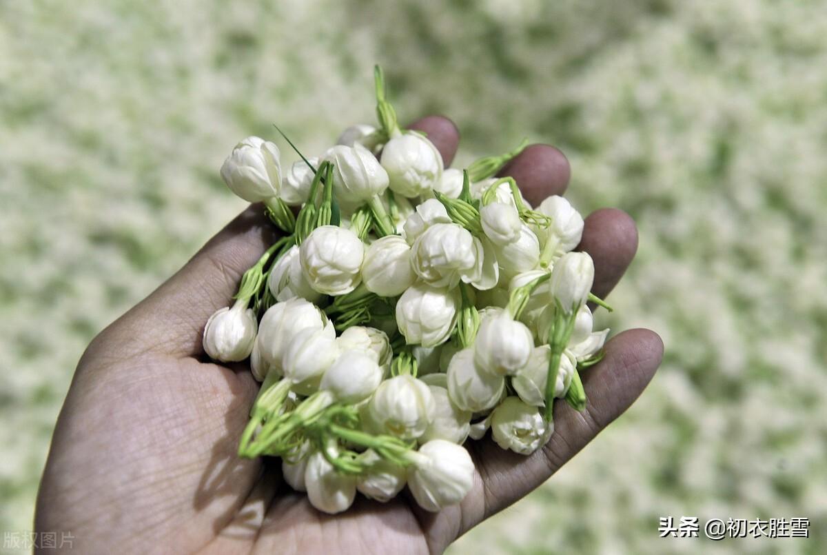 夏花茉莉唯美诗词八首鉴赏（天香开茉莉，濯濯冰雪花）