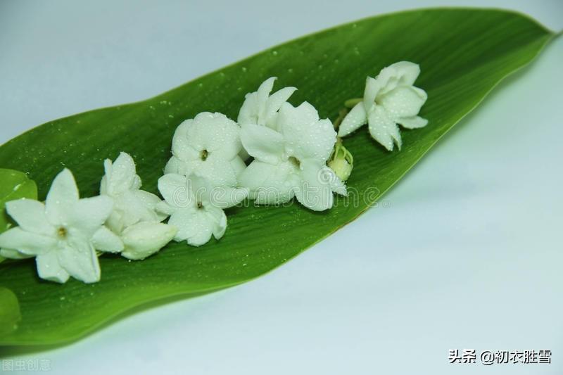 夏花茉莉唯美诗词八首鉴赏（天香开茉莉，濯濯冰雪花）