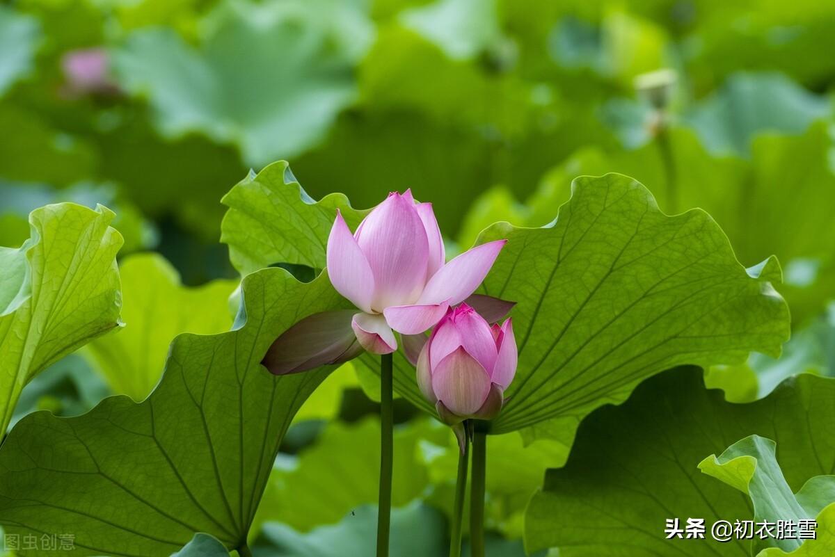 韦庄诗词名句有哪些（韦庄夏日诗词四首）