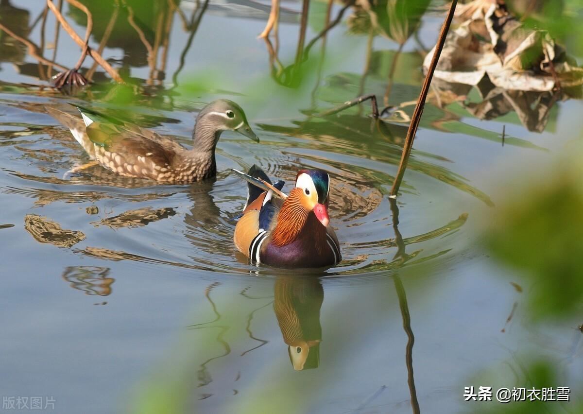 韦庄诗词名句有哪些（韦庄夏日诗词四首）