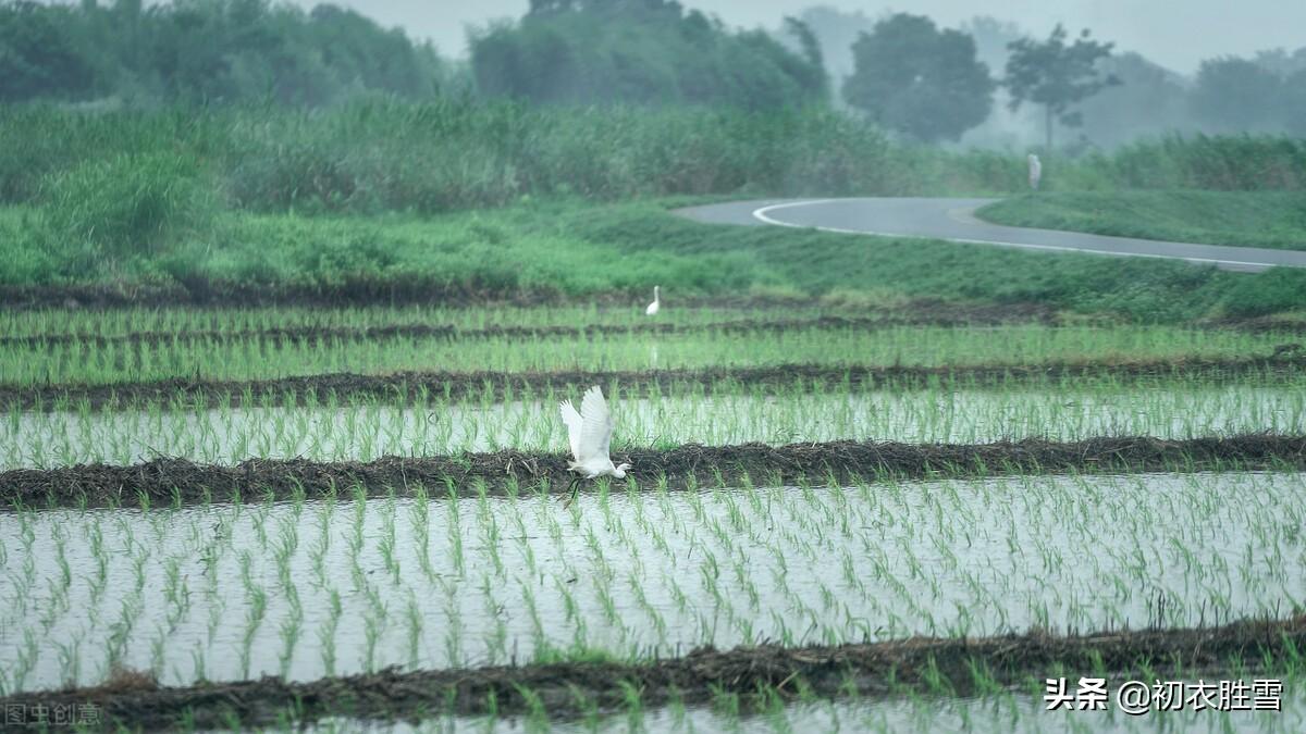 雨细多闲闷，梅雨洒芳田（梅雨诗词五首赏读）