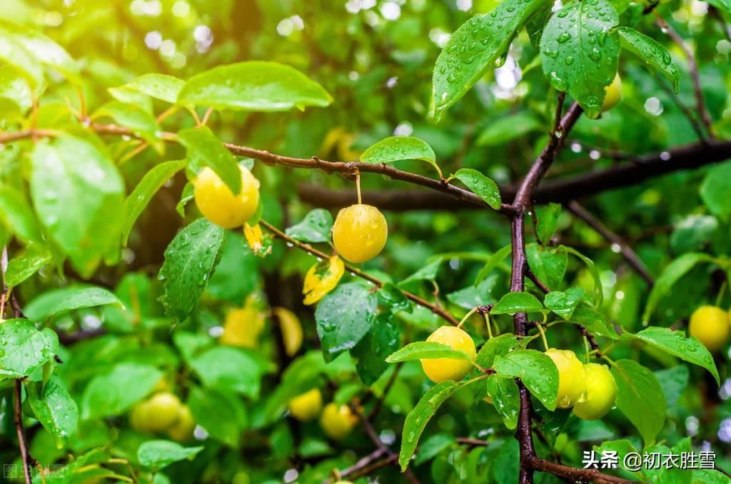 黄梅雨意深，梅子黄时雨（梅雨经典诗词五首）