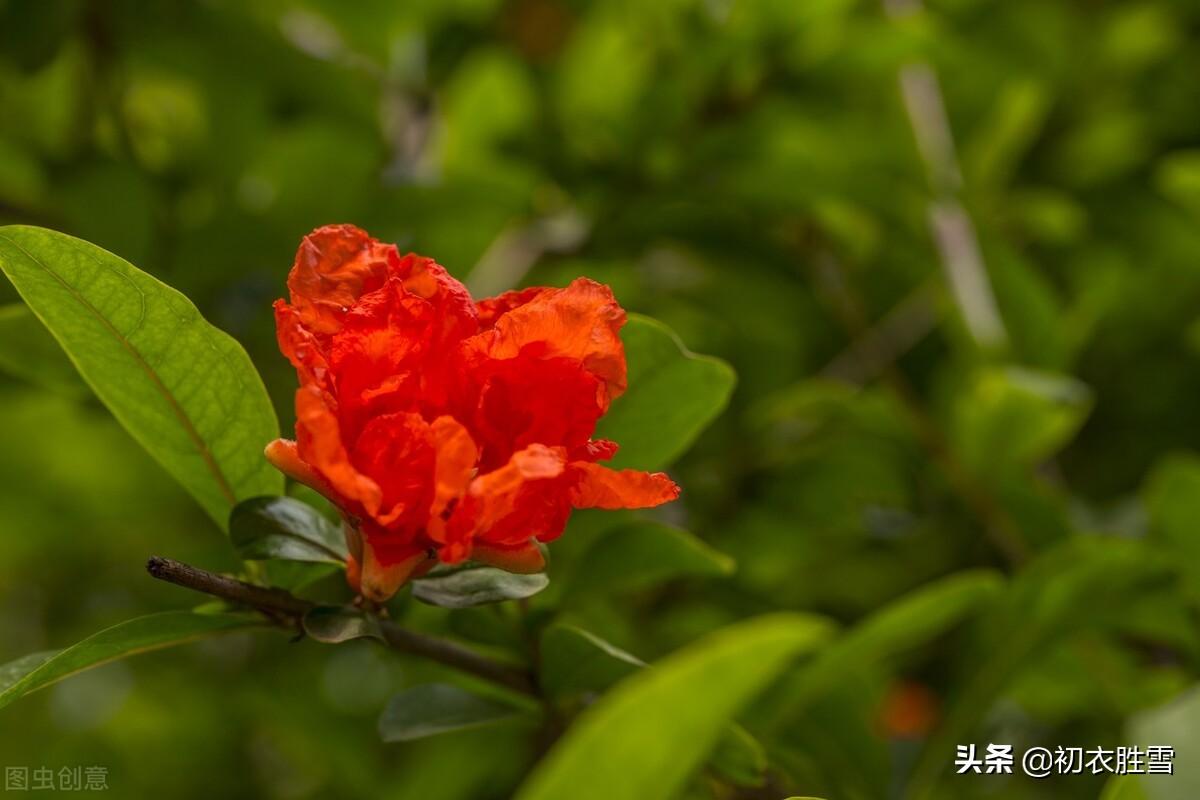 石榴花经典诗词大全（端午石榴花诗词六首）