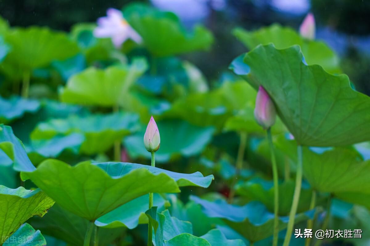 陆游两首仲夏古诗（芙蓉虽瘦亦弥漫，照眼翠盖遮红妆）