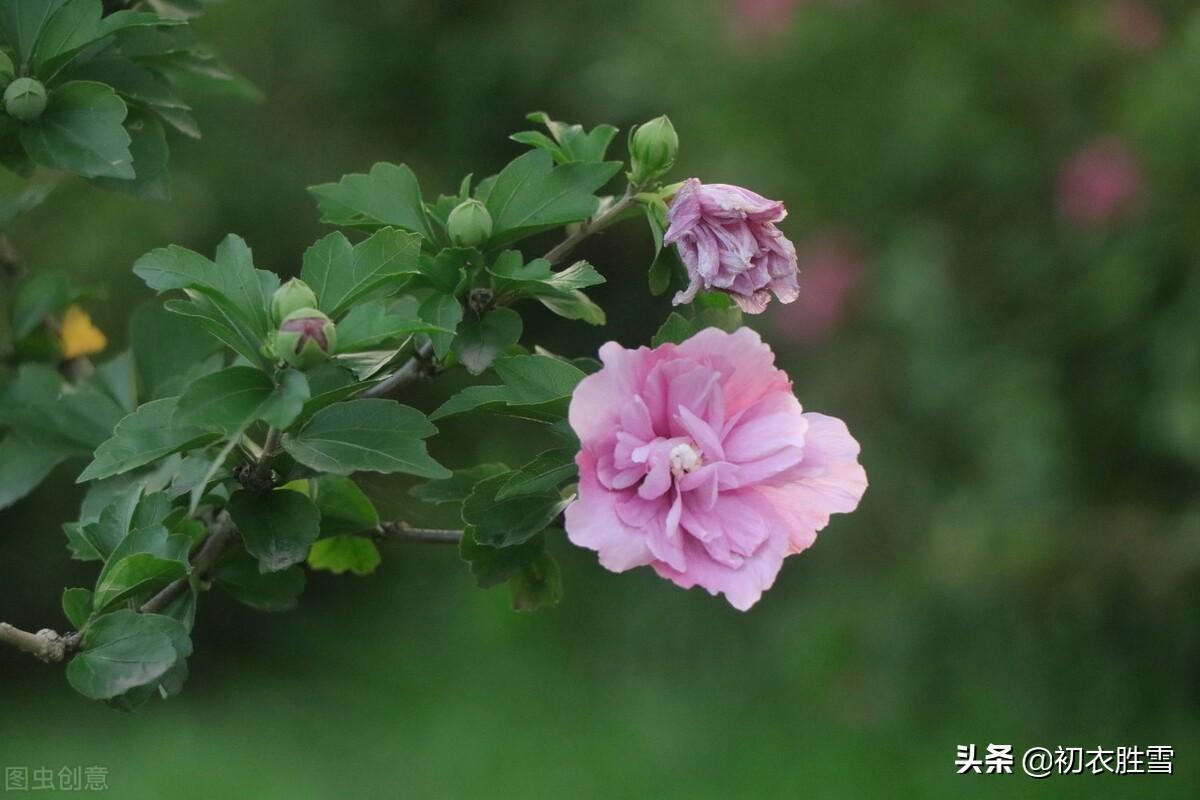 盛夏槿花，颜如舜华（槿花八首伴盛夏古诗）