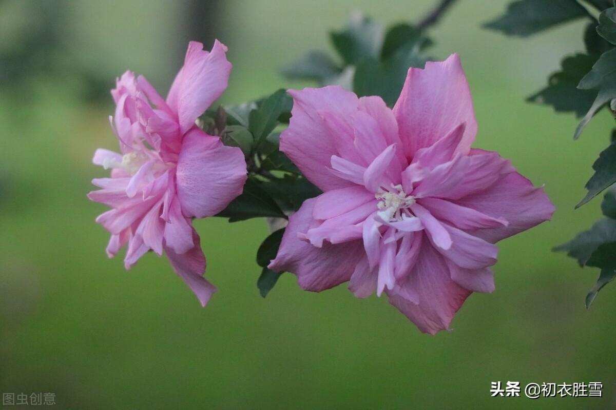 盛夏槿花，颜如舜华（槿花八首伴盛夏古诗）