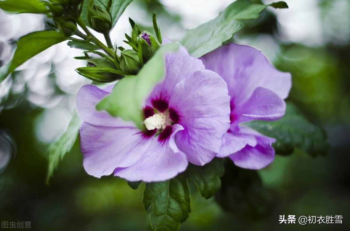 盛夏槿花，颜如舜华（槿花八首伴盛夏古诗）