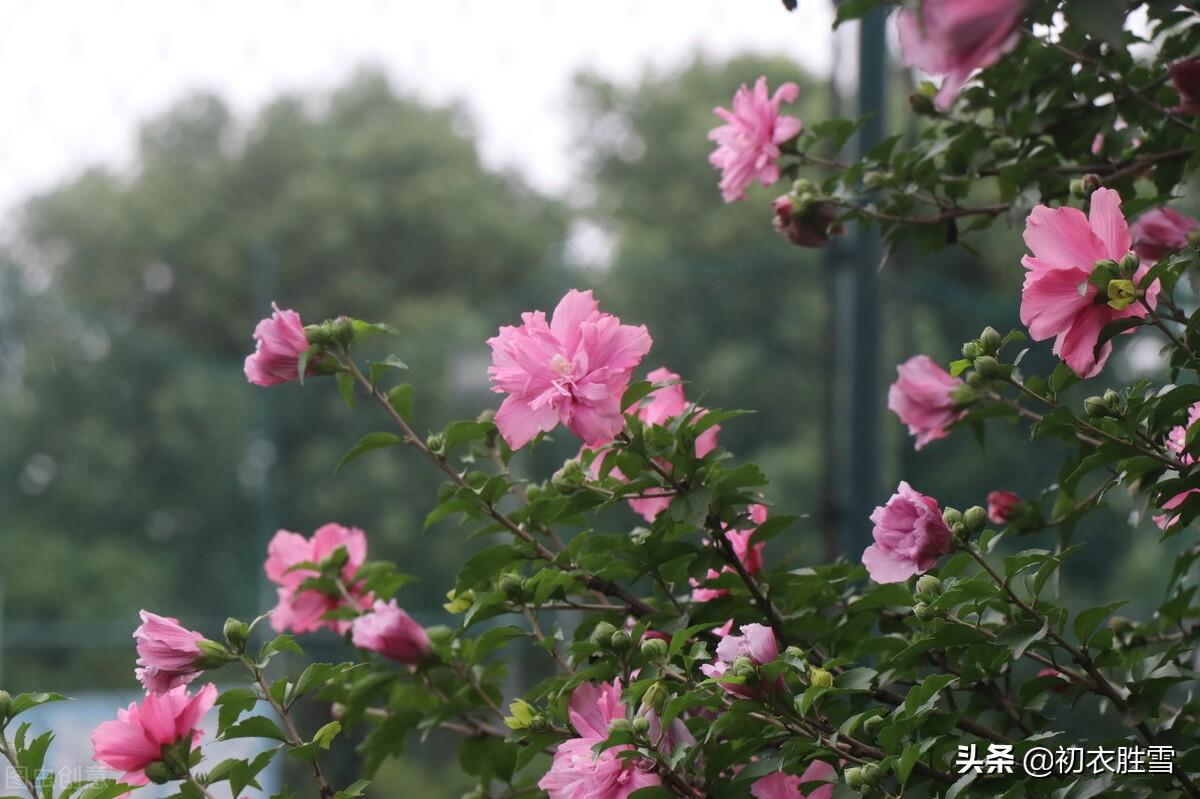 盛夏槿花，颜如舜华（槿花八首伴盛夏古诗）