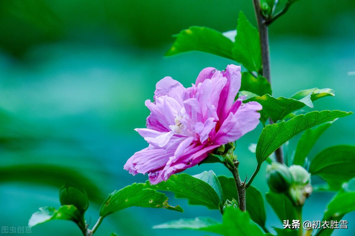 盛夏槿花，颜如舜华（槿花八首伴盛夏古诗）