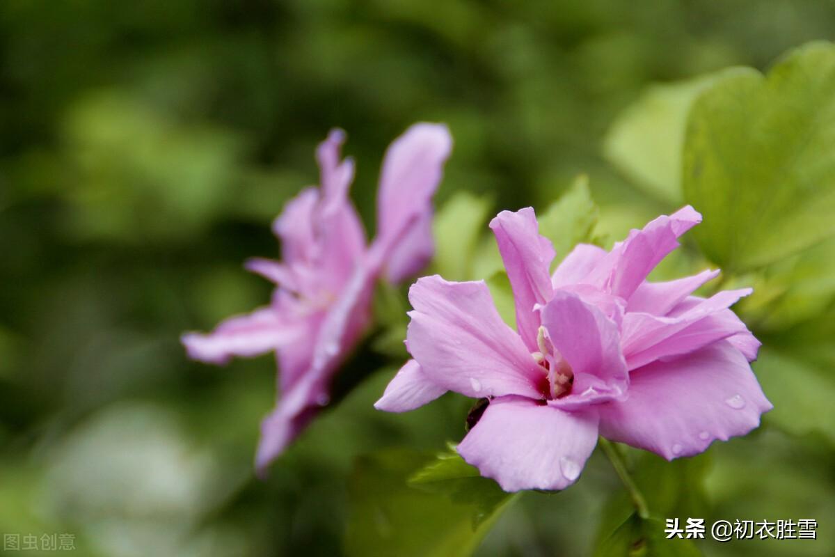 盛夏槿花，颜如舜华（槿花八首伴盛夏古诗）