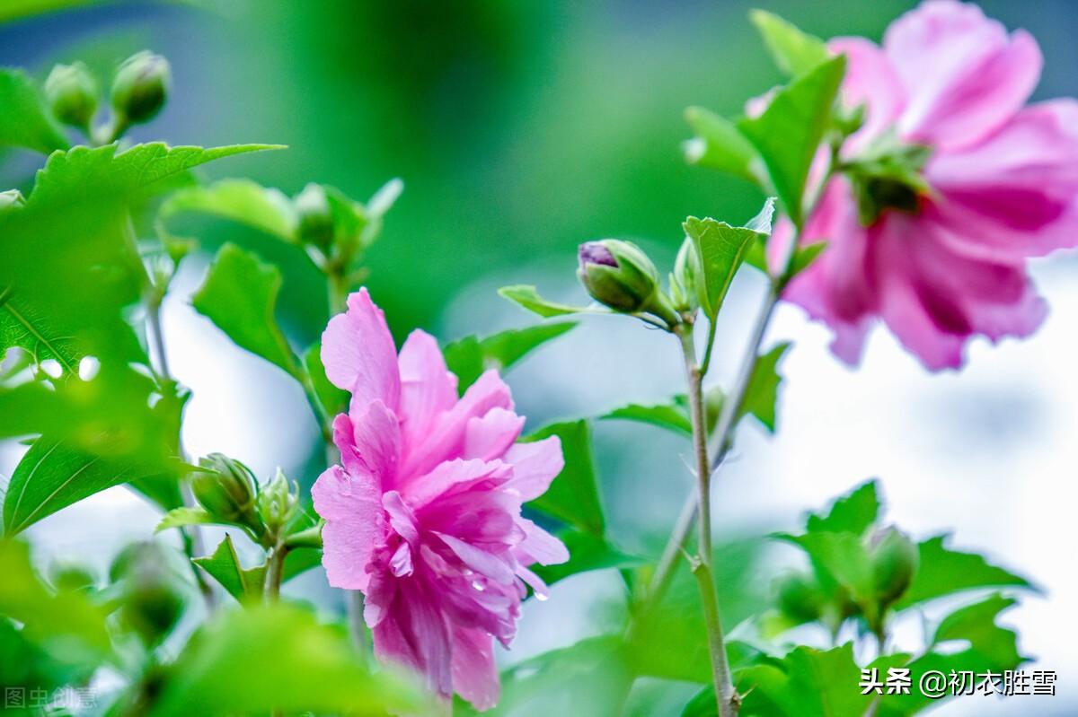 盛夏槿花，颜如舜华（槿花八首伴盛夏古诗）