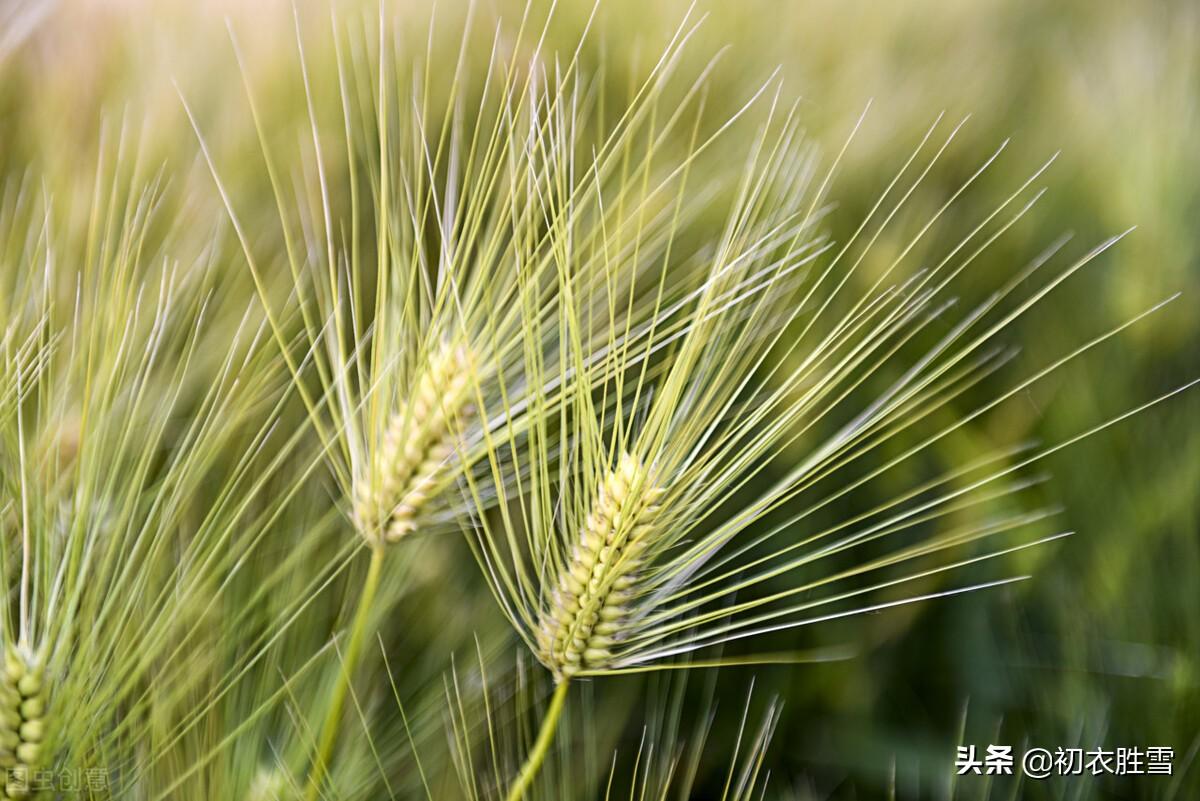 芒种节气10首诗词名句赏析（麦芒天际摇清波，禾稻未穫先麦秋）