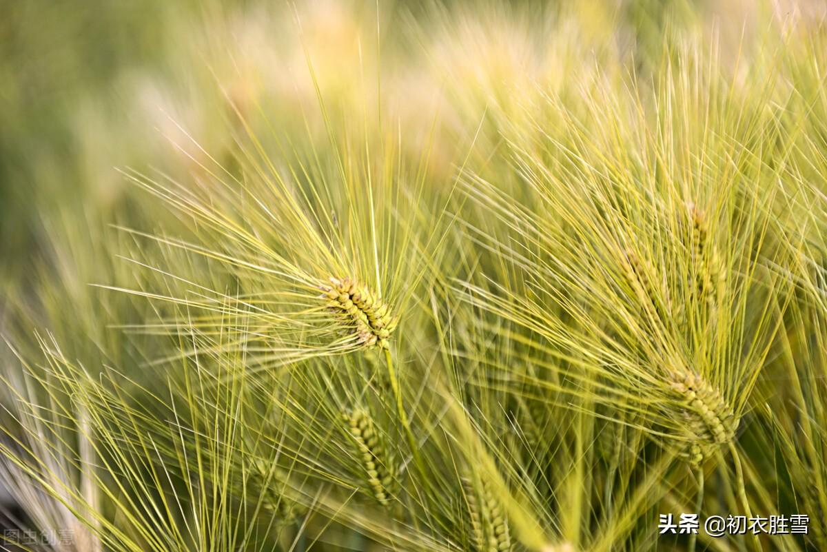 芒种节气10首诗词名句赏析（麦芒天际摇清波，禾稻未穫先麦秋）