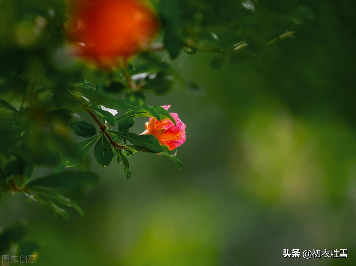 幽园有嘉植，盛夏乃繁阴（六首仲夏优美古诗词）