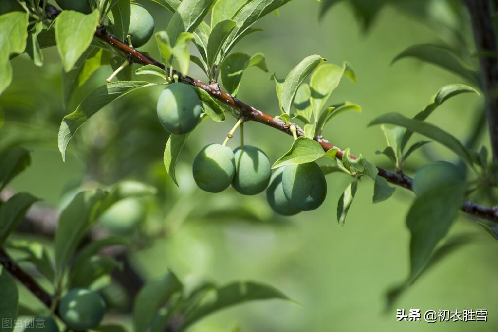 幽园有嘉植，盛夏乃繁阴（六首仲夏优美古诗词）