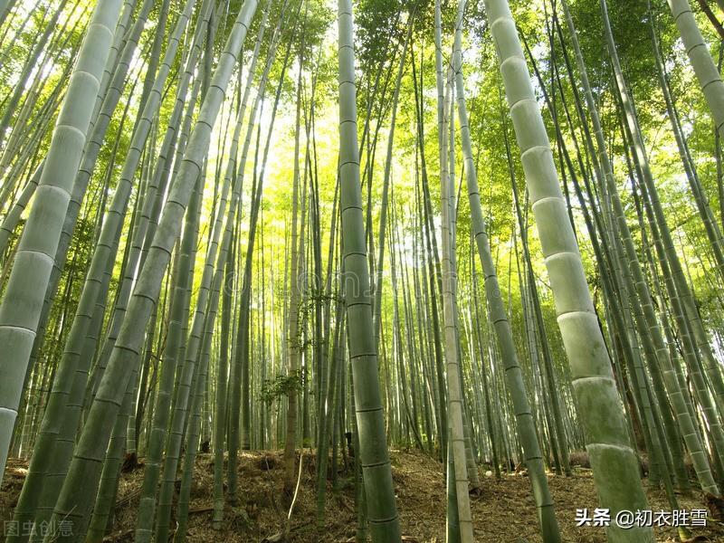 幽园有嘉植，盛夏乃繁阴（六首仲夏优美古诗词）