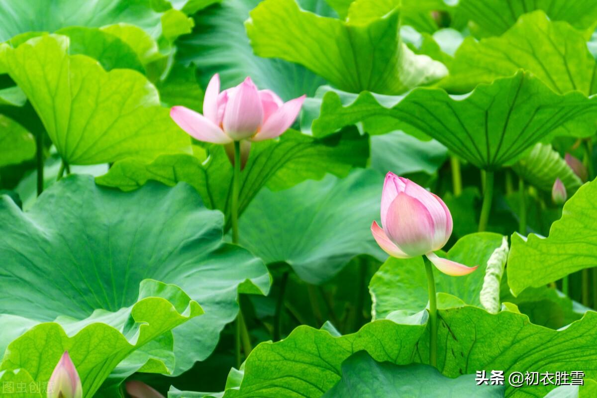 幽园有嘉植，盛夏乃繁阴（六首仲夏优美古诗词）