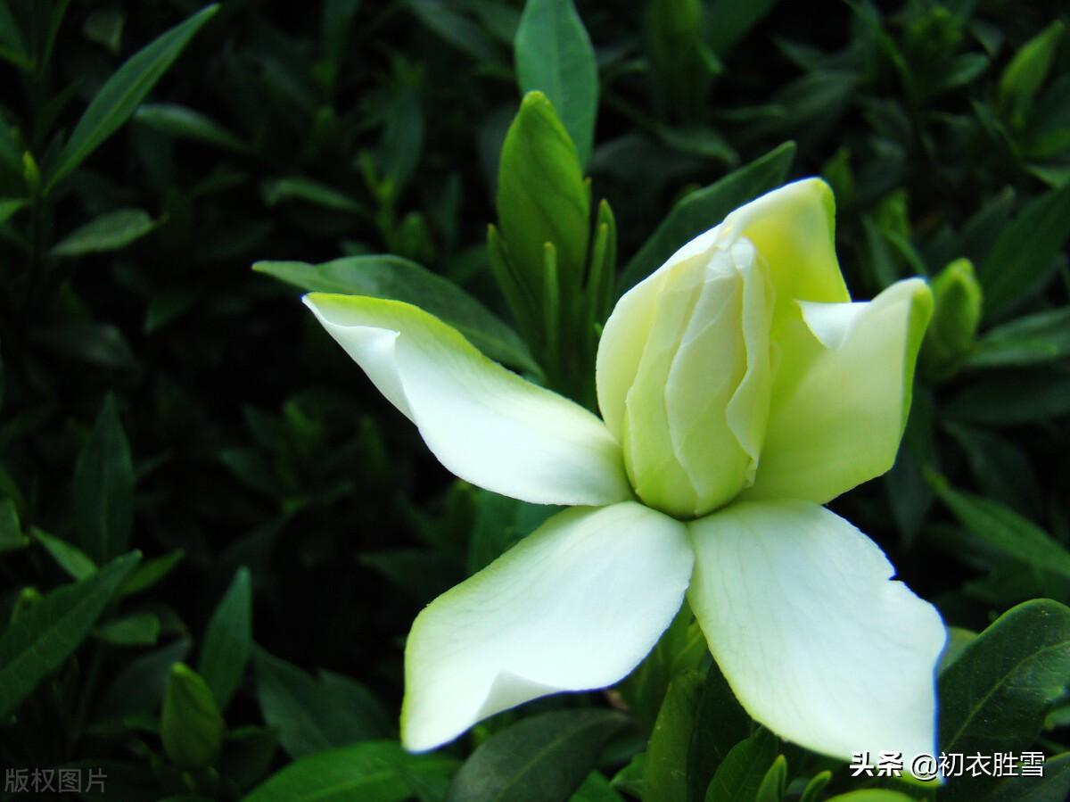 夏花栀子古诗六首鉴赏（夏花如雪，栀子清芬）