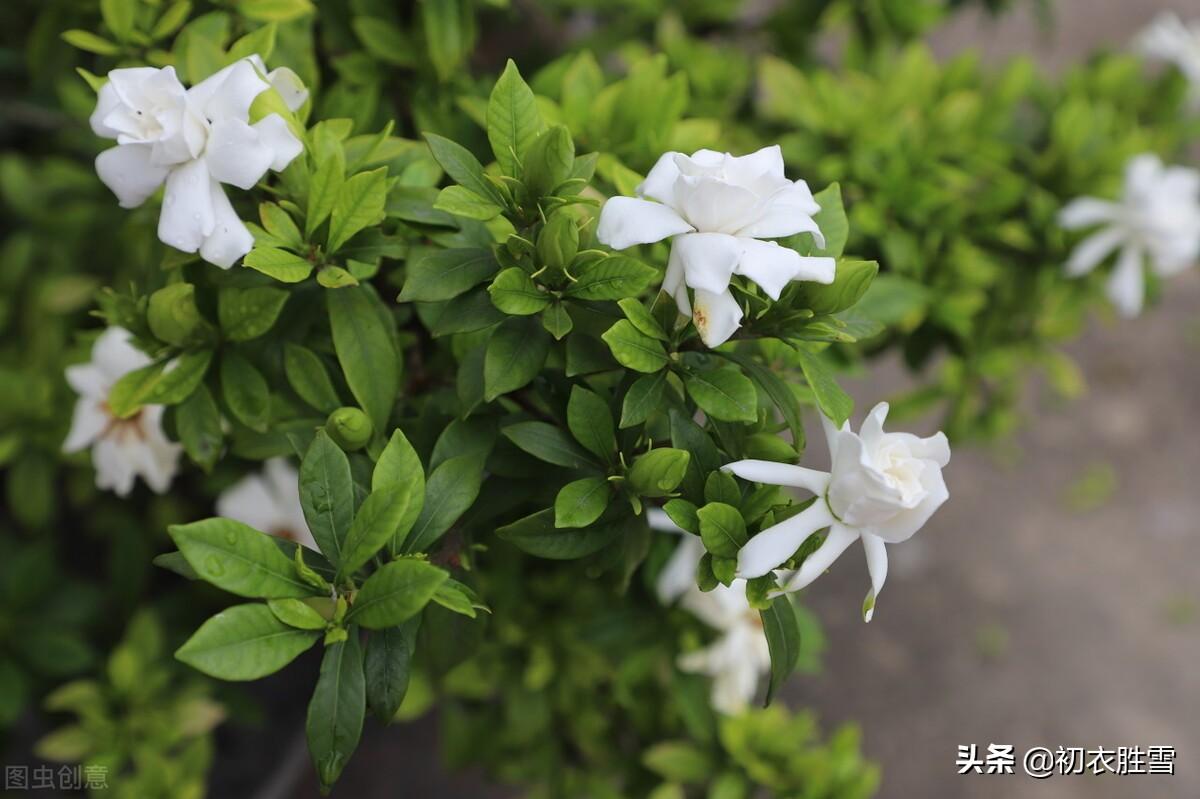 夏花栀子古诗六首鉴赏（夏花如雪，栀子清芬）