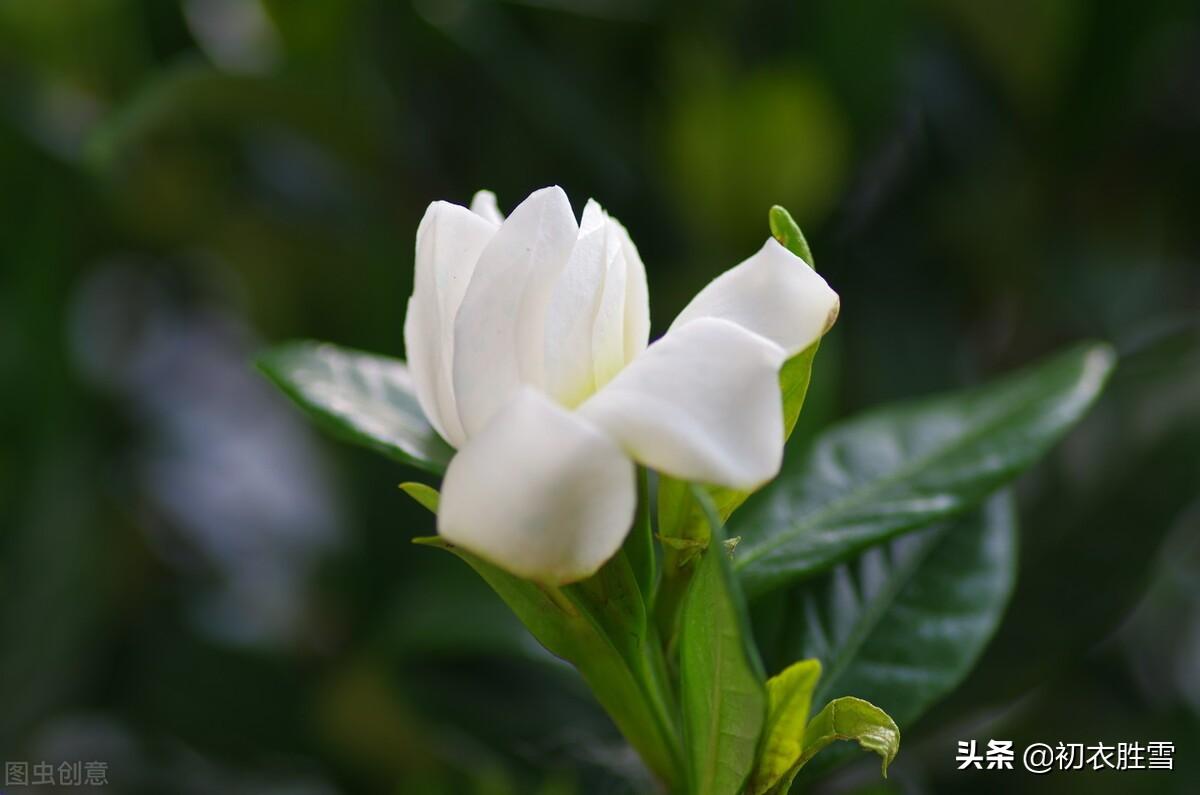 夏花栀子古诗六首鉴赏（夏花如雪，栀子清芬）