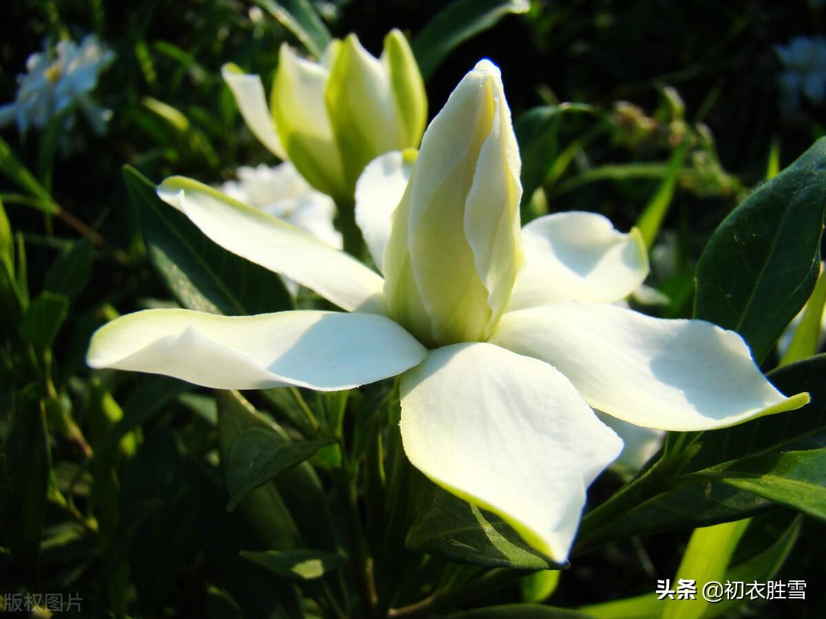 夏花栀子古诗六首鉴赏（夏花如雪，栀子清芬）