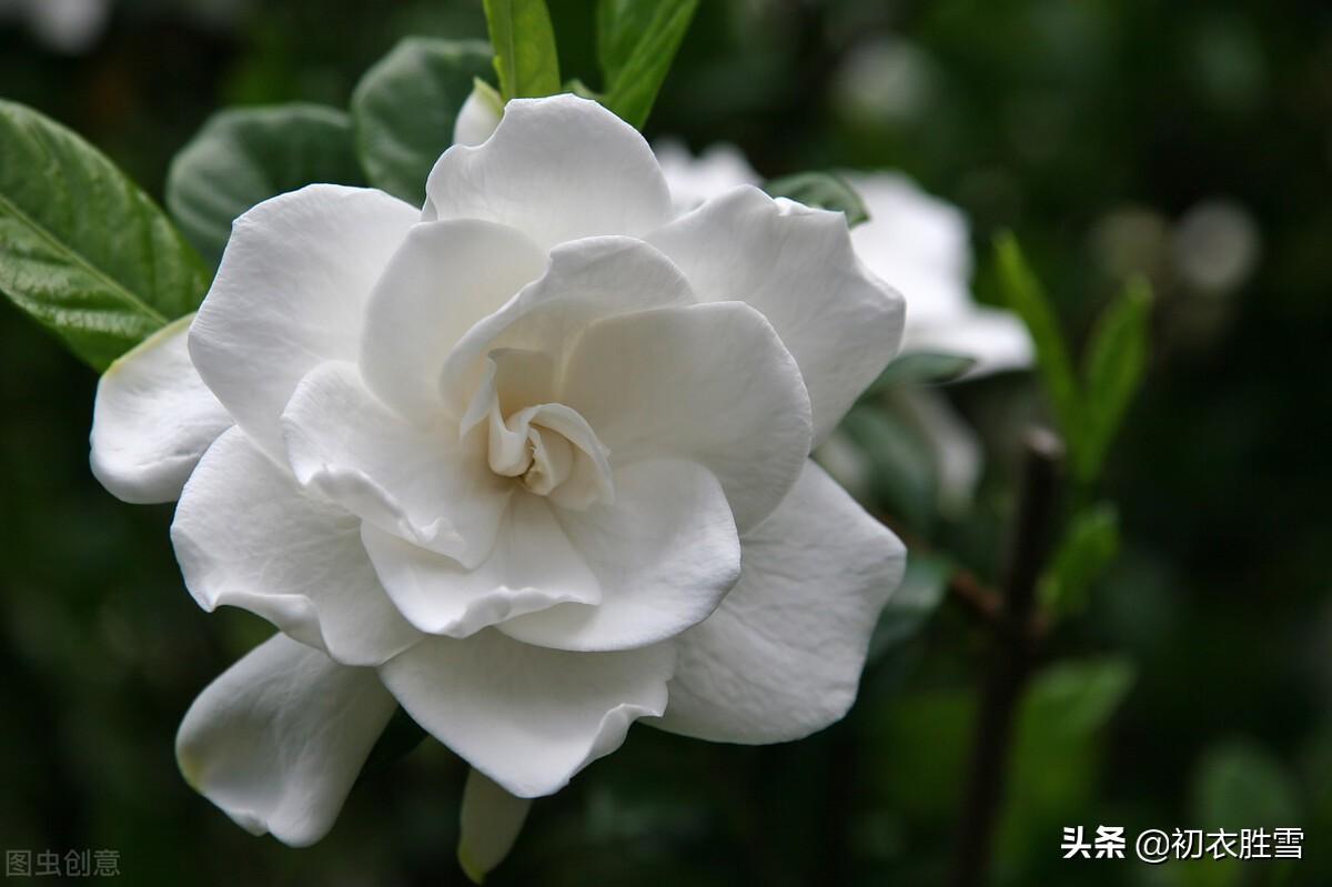 夏花栀子古诗六首鉴赏（夏花如雪，栀子清芬）