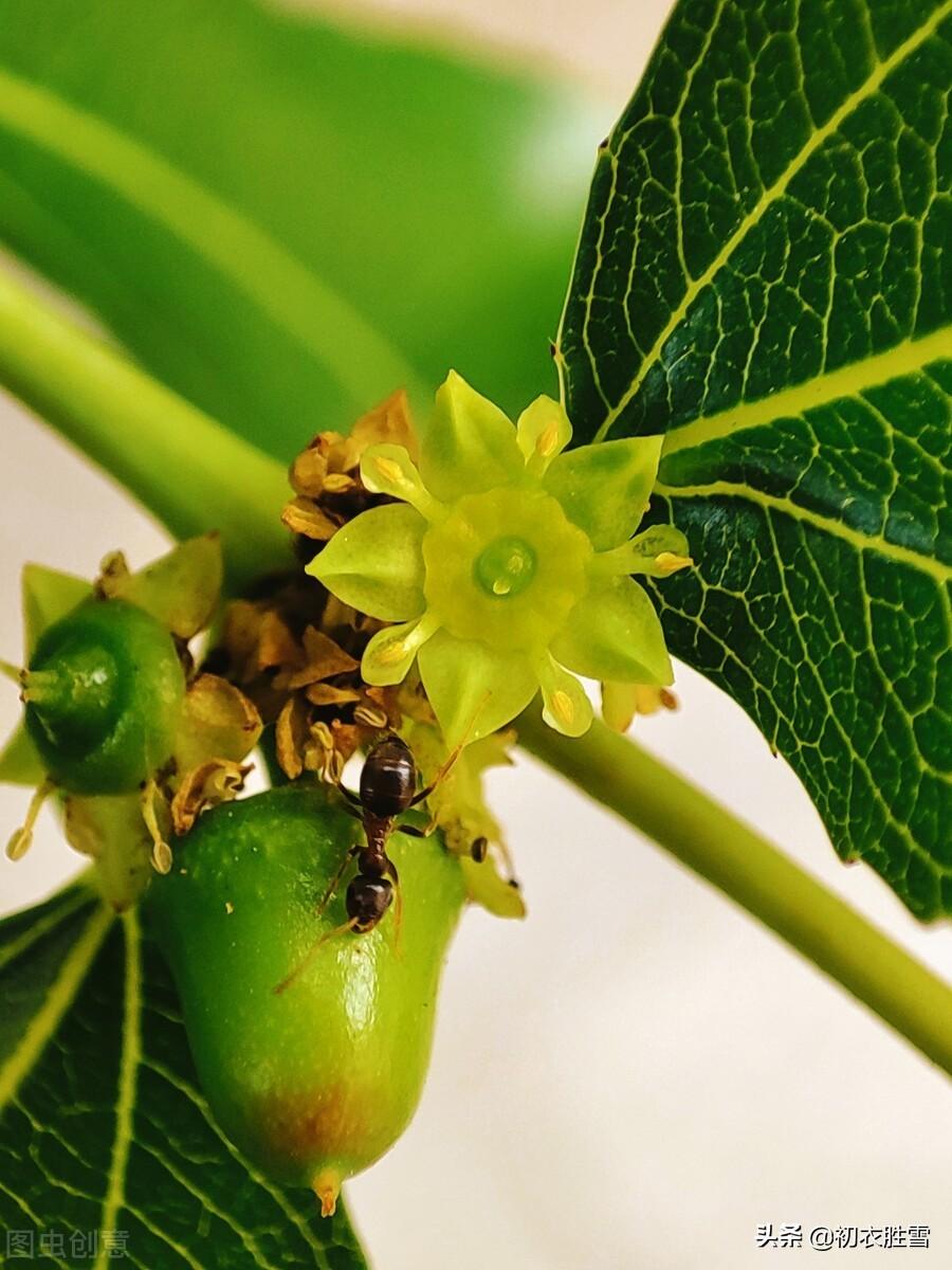 芒种节气枣花九首（野枣花含新蜜气，隔帘惟爱栆花香）