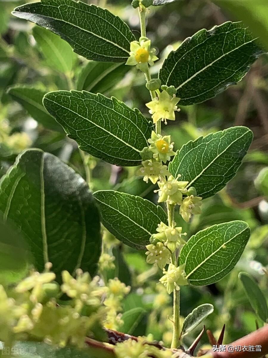 芒种节气枣花九首（野枣花含新蜜气，隔帘惟爱栆花香）