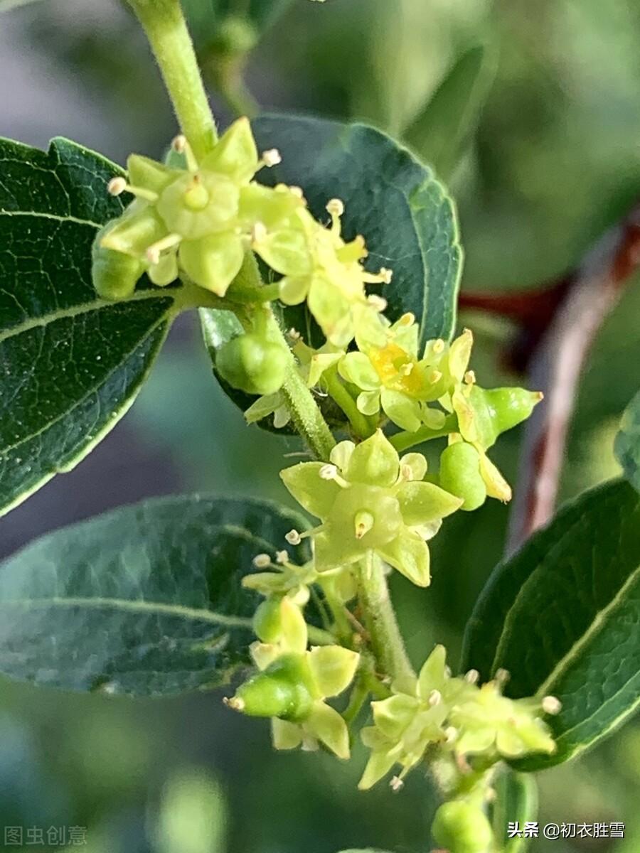 芒种节气枣花九首（野枣花含新蜜气，隔帘惟爱栆花香）