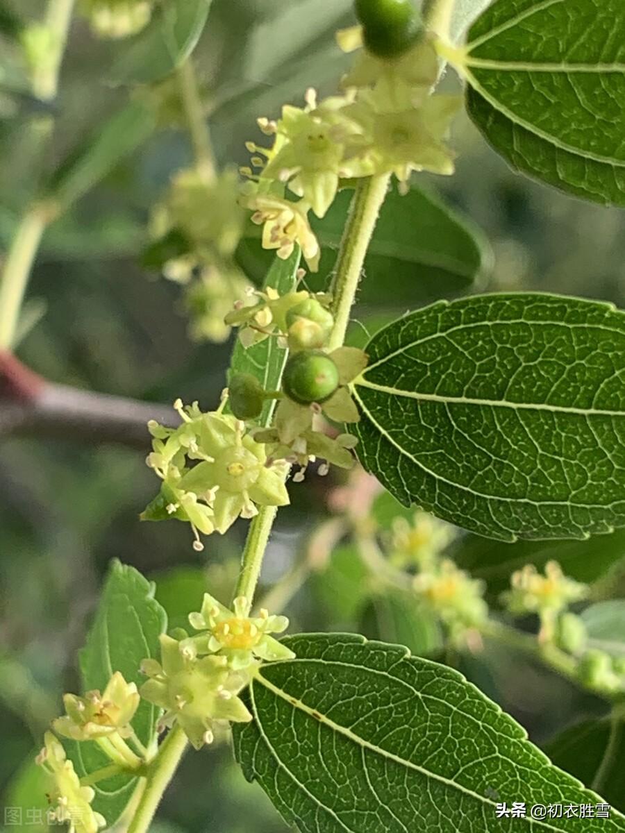 芒种节气枣花九首（野枣花含新蜜气，隔帘惟爱栆花香）