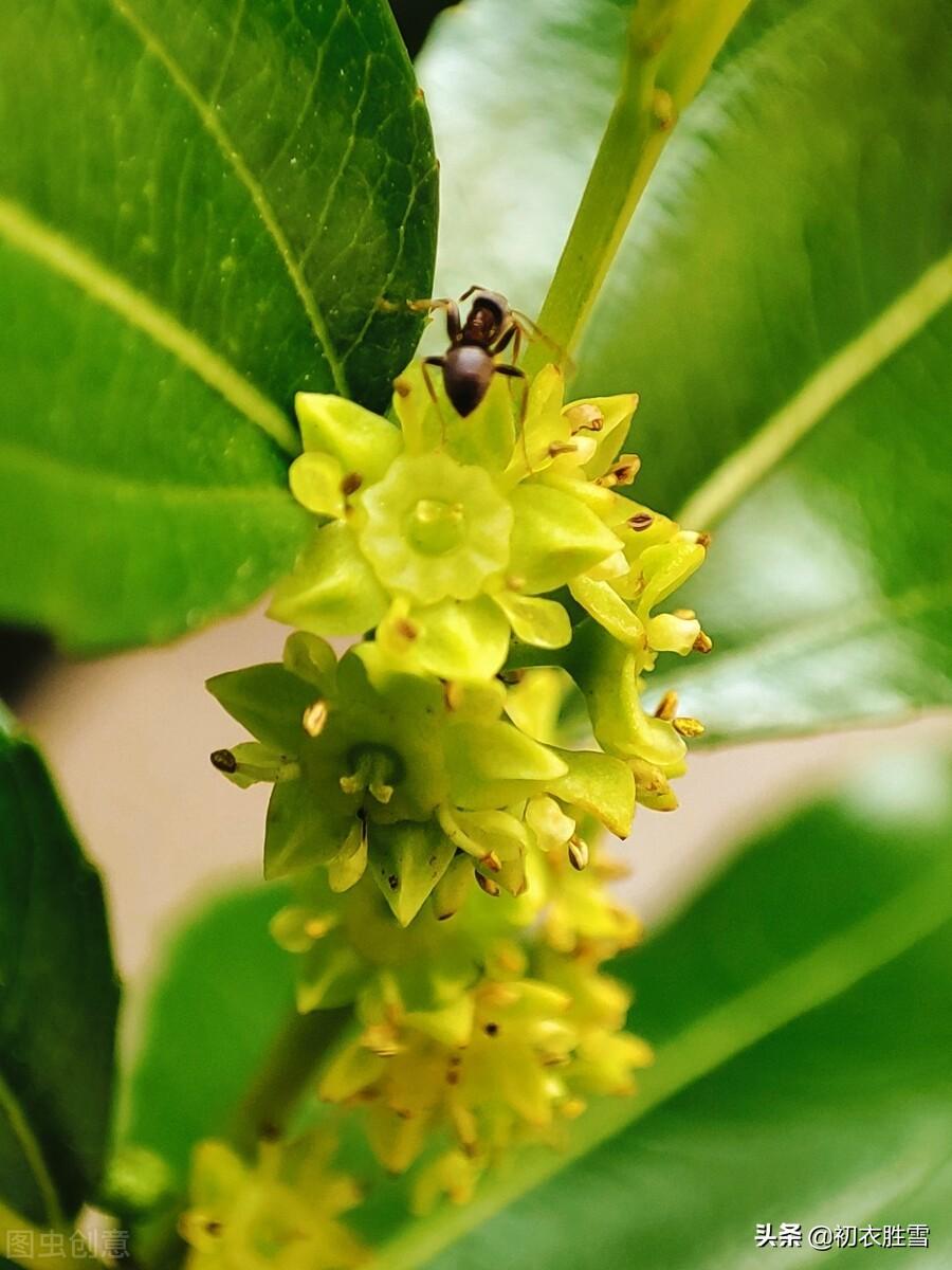 芒种节气枣花九首（野枣花含新蜜气，隔帘惟爱栆花香）