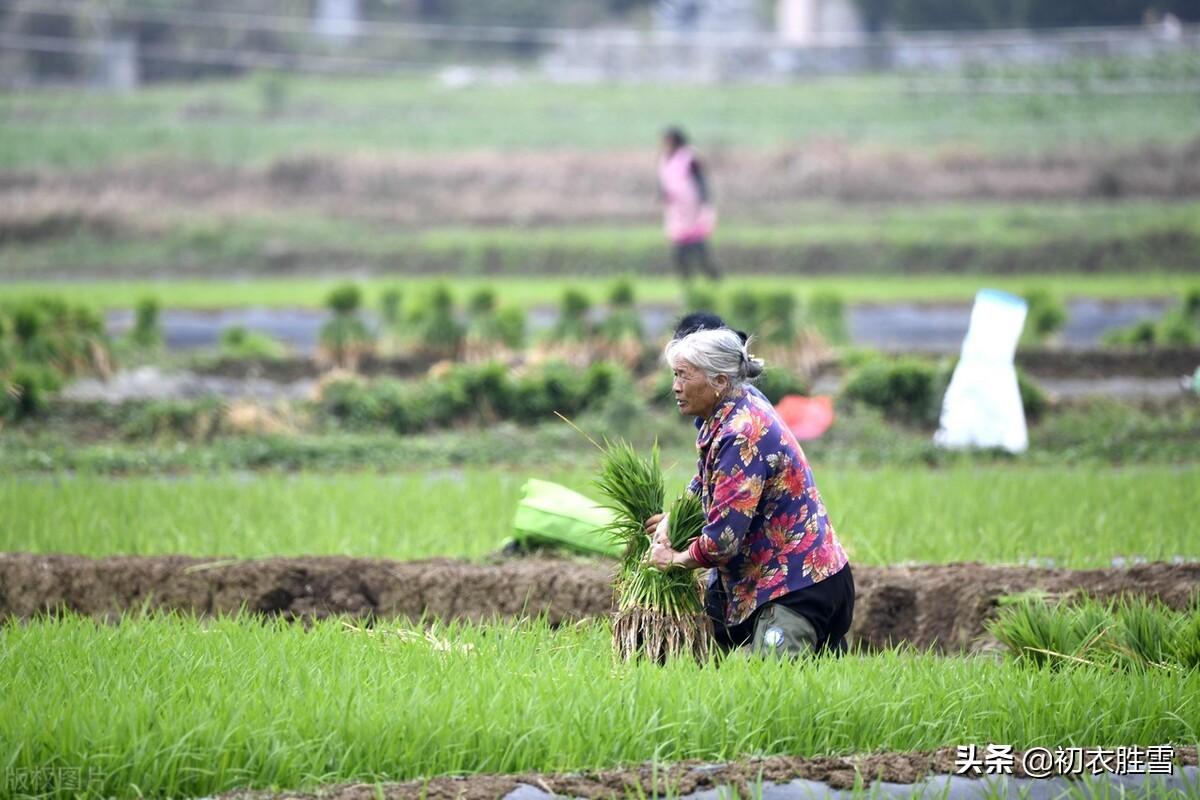 芒种经典诗词句（二十四节气之芒种古诗五首）