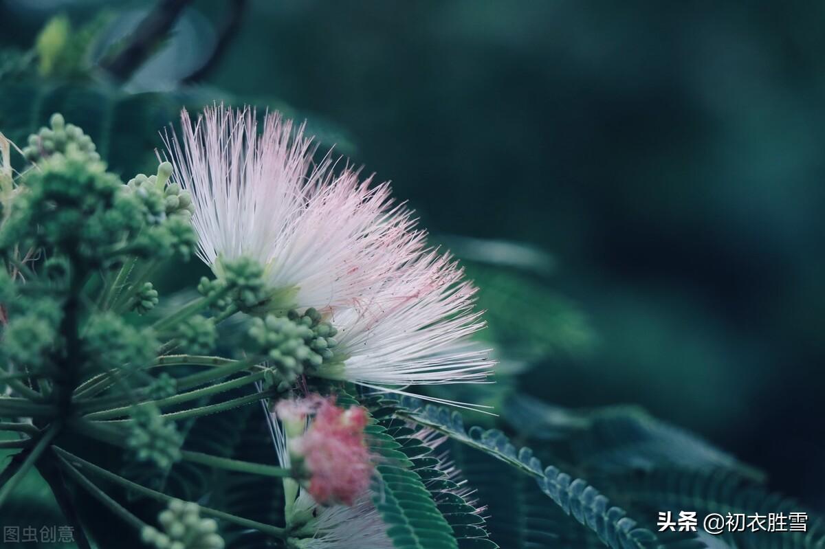 庭中并种相思树，夜夜还栖双凤凰（七首合欢花古诗鉴赏）