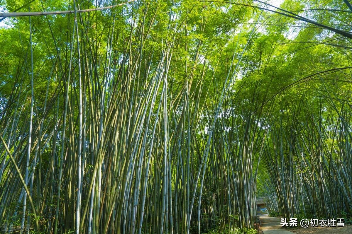 夏日竹诗六首经典赏析（窗前一丛竹，竹中窥落日）