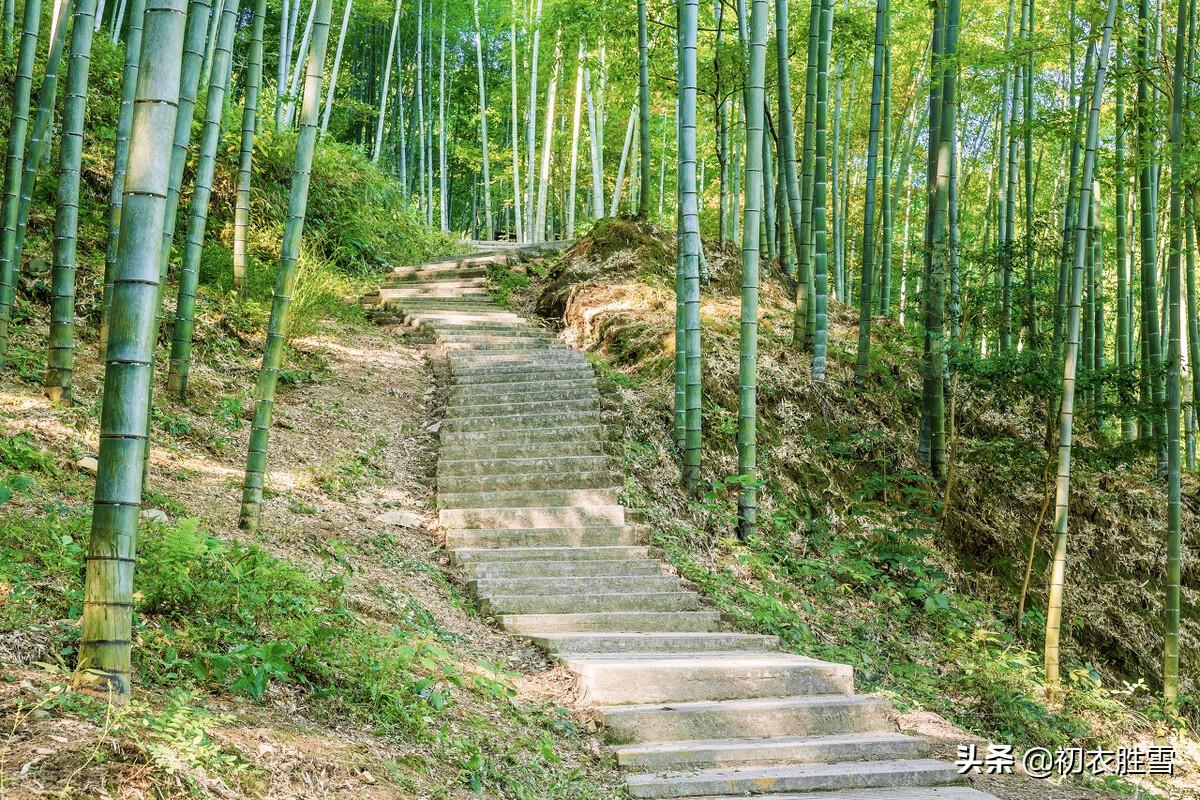 夏日竹诗六首经典赏析（窗前一丛竹，竹中窥落日）