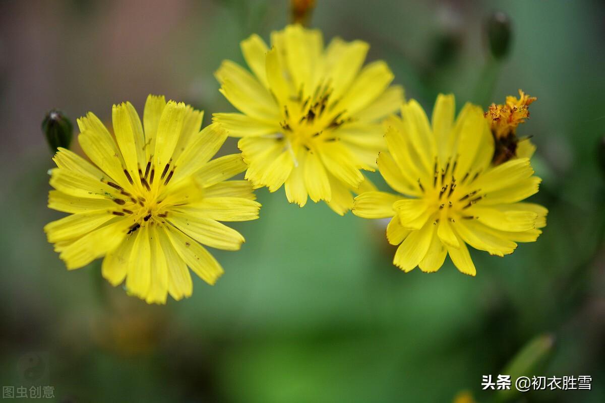 盛夏靡草死，薰风送麦秋（6首古诗中的小满节气）