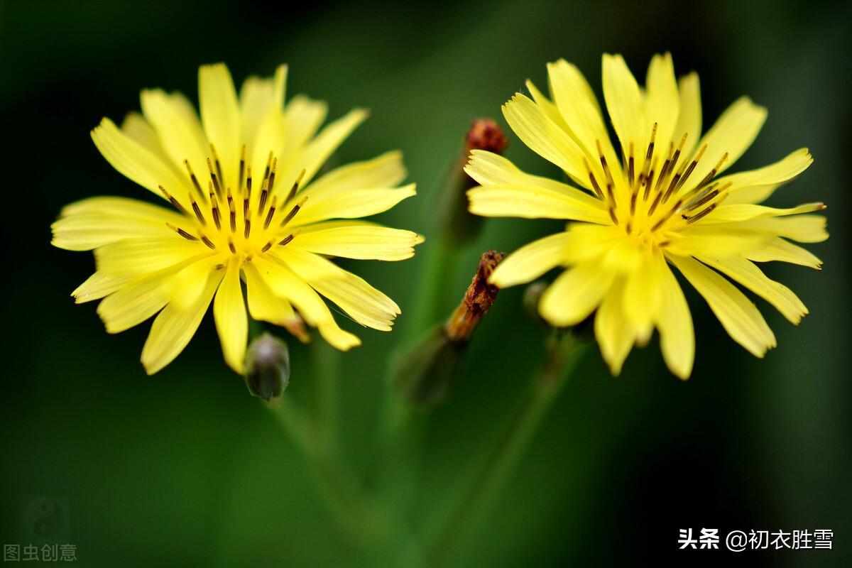 盛夏靡草死，薰风送麦秋（6首古诗中的小满节气）