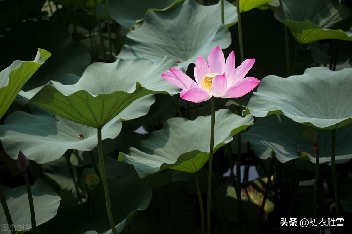 赞美百合花诗词七绝（八首古诗中的爱情同心花）