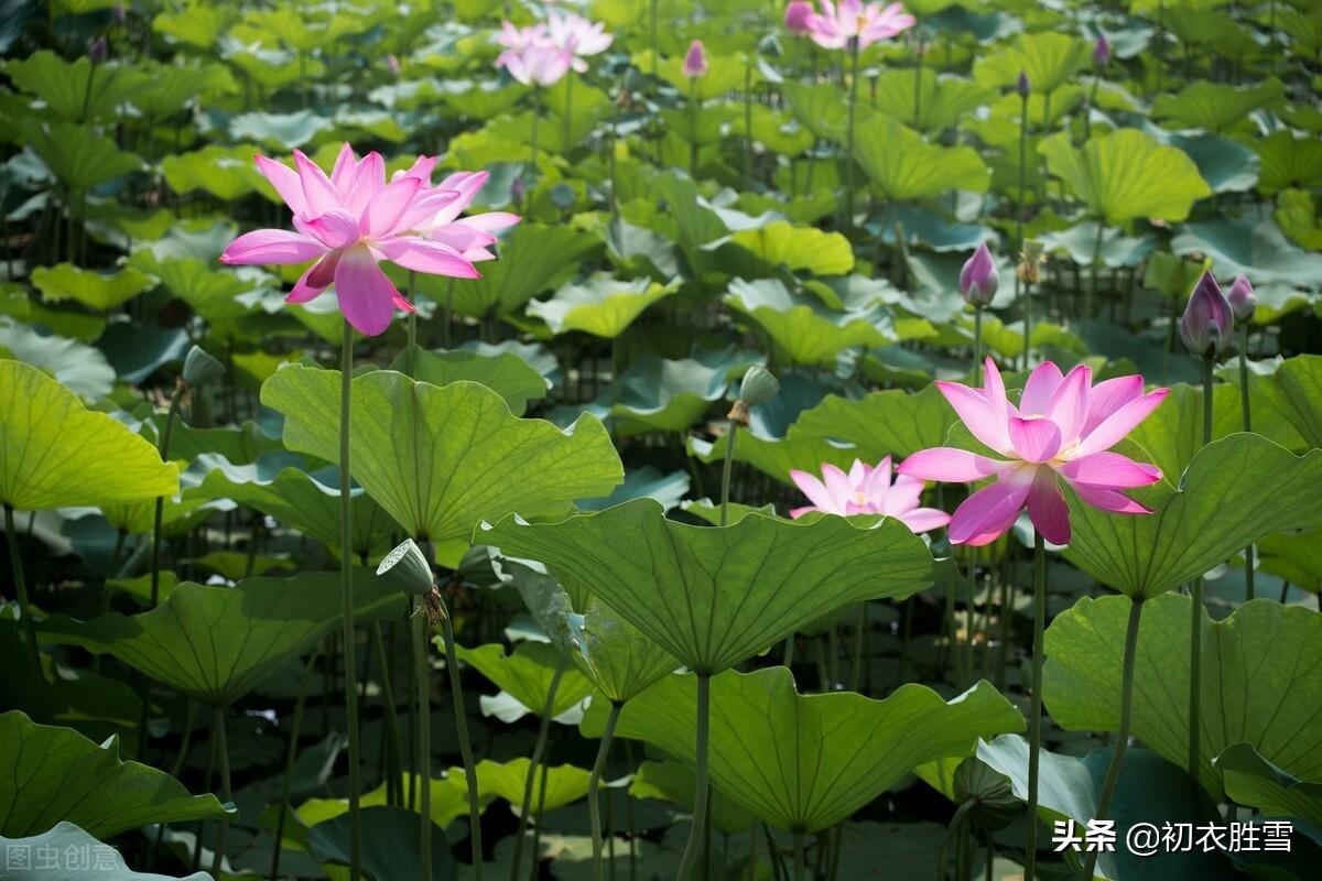 赞美百合花诗词七绝（八首古诗中的爱情同心花）