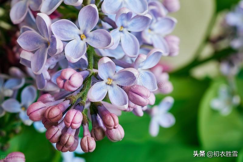 赞美百合花诗词七绝（八首古诗中的爱情同心花）