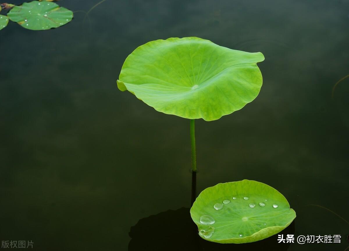 初夏清新荷叶诗词7首鉴赏（田田八九叶，新荷昨夜生）