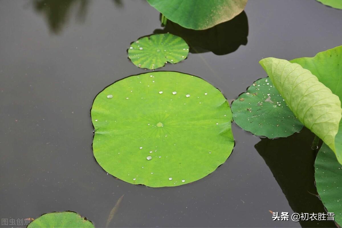 初夏清新荷叶诗词7首鉴赏（田田八九叶，新荷昨夜生）